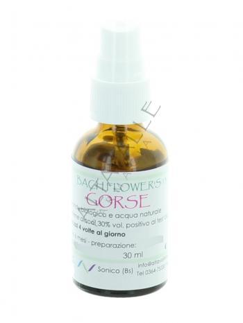 BACH GORSE 13