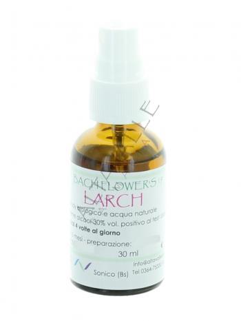 BACH LARCH 19