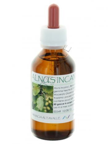 MG1DH ALNUS INCANA