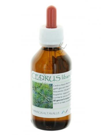 MG1DH CEDRUS LIBANI