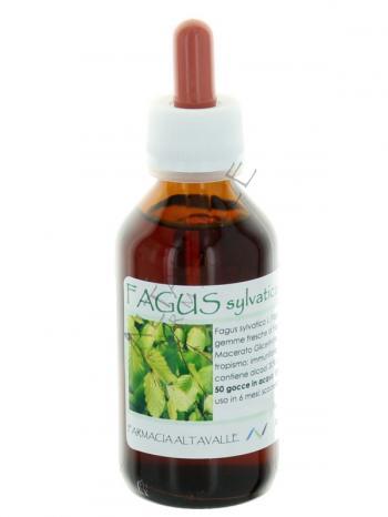 MG1DH FAGUS SYLVATICA