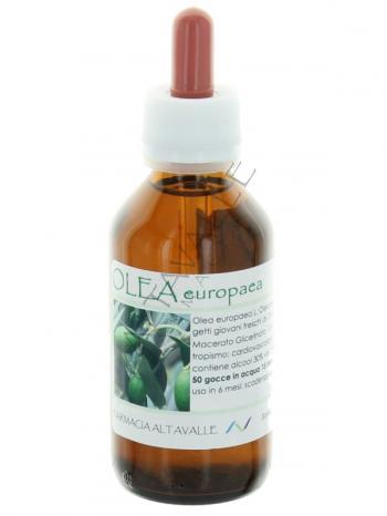 MG1DH OLEA EUROPAEA
