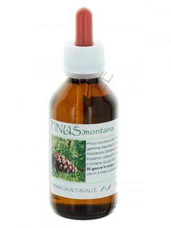 MG1DH PINUS MONTANA