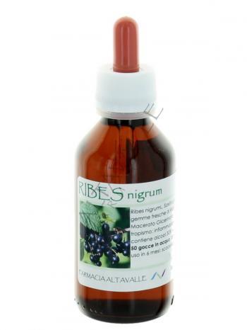 MG1DH RIBES NIGRUM 