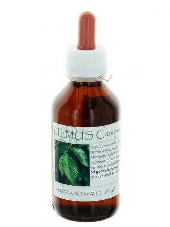 MG1DH ULMUS CAMPESTRIS