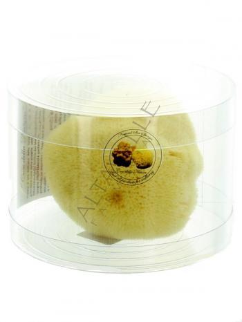 SPUGNA FINE DAMA SBIANCATA 10-12