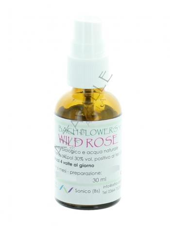 BACH WILD ROSE 37