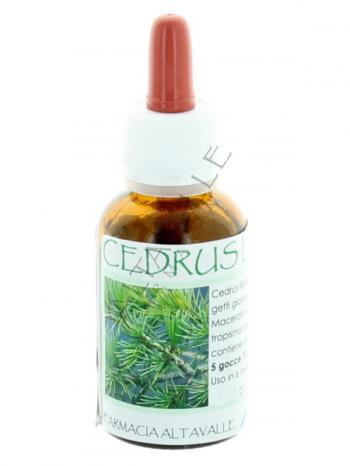 MGM CEDRUS LIBANI