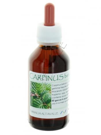 MG1DH CARPINUS BETULUS