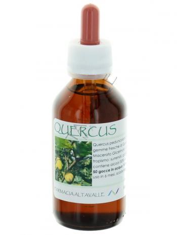 MG1DH QUERCUS PEDUNCOLATA