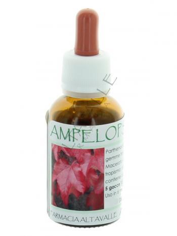 MGM AMPELOPSIS VEITCHII