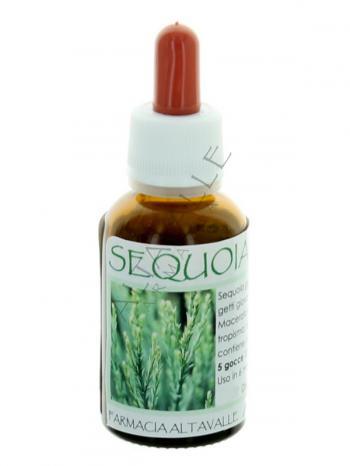 MGM SEQUOIA GIGANTAEA